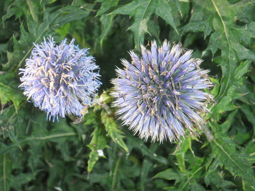 Flowers from the Garden of Linnaeus.